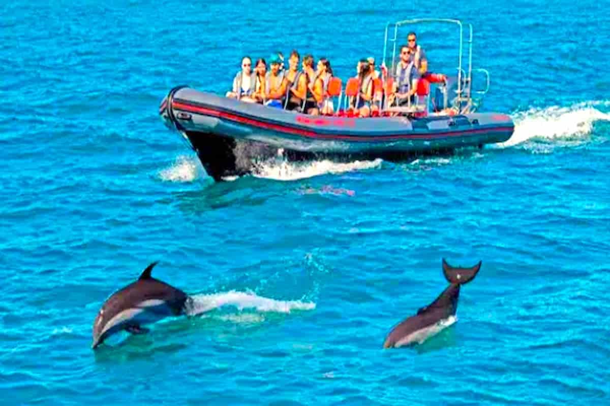 Portimao dolphin watching