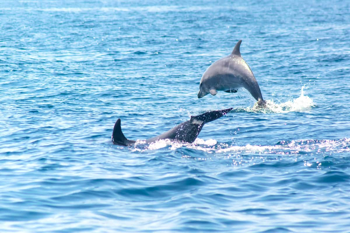 Benagil And Dolphin Portimão