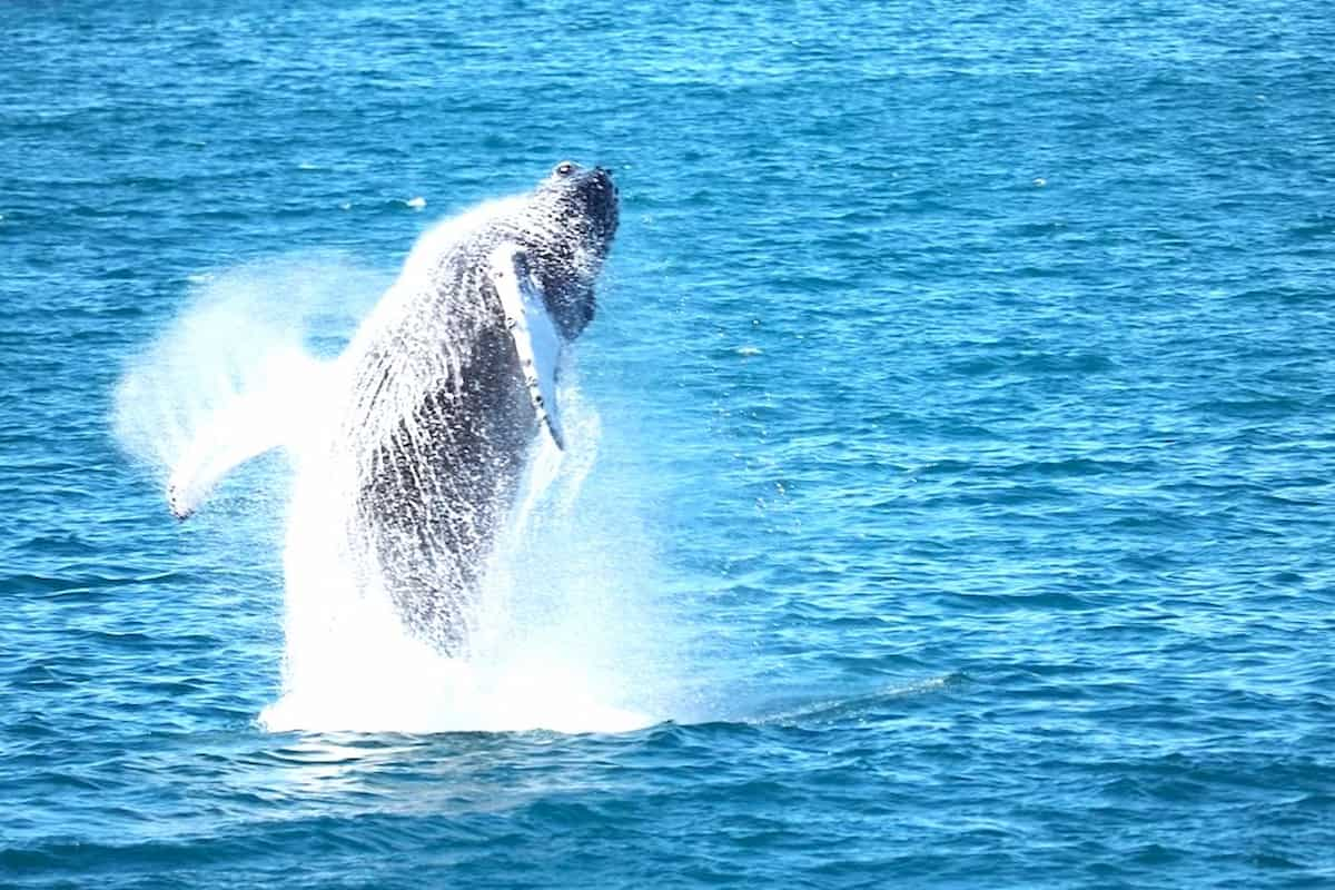 Iceland Whale Watching Tour