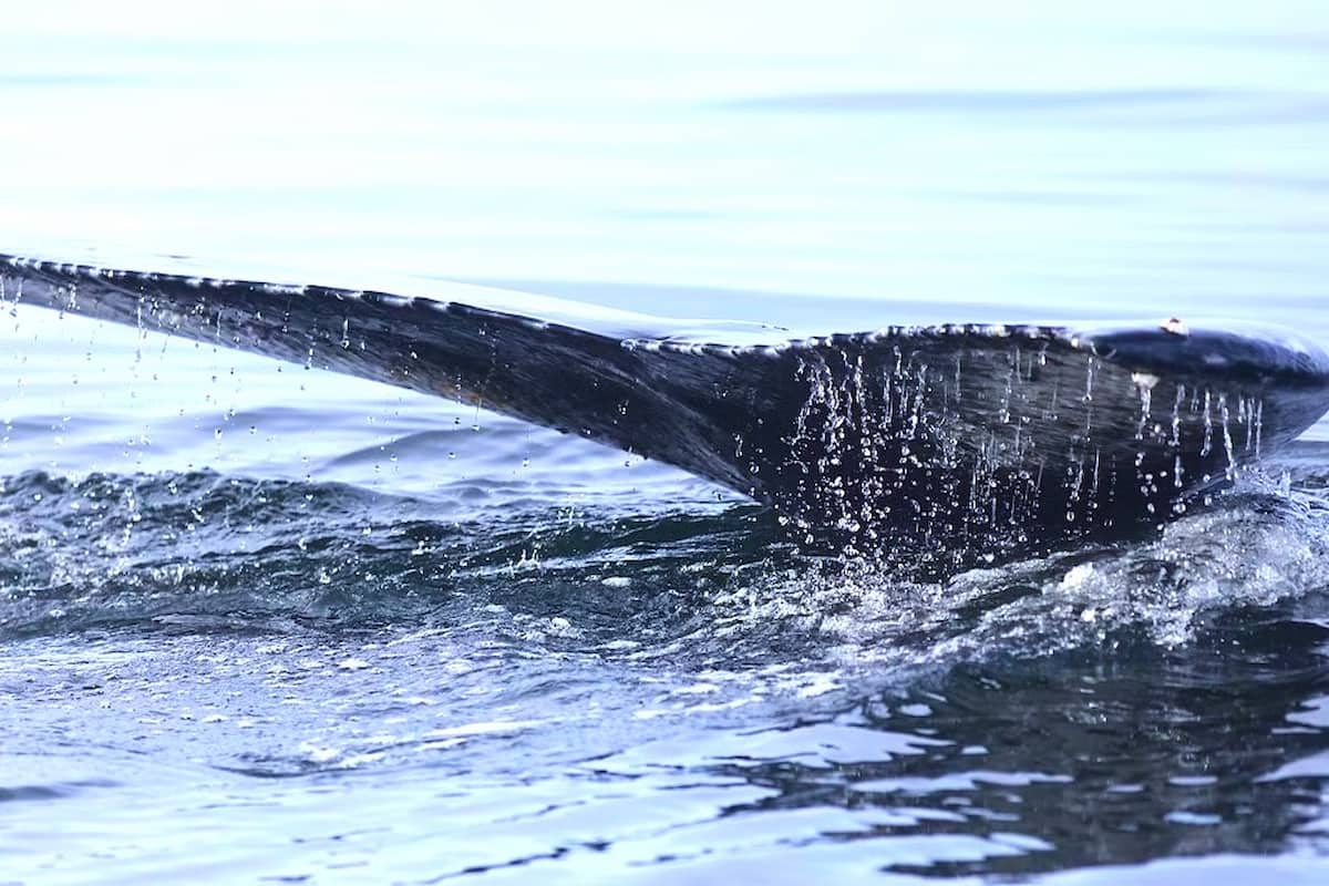 Iceland Whale Watching Tour