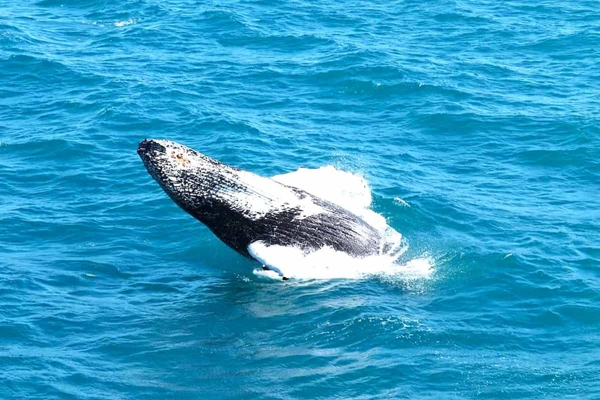 Iceland Whale Watching Tour