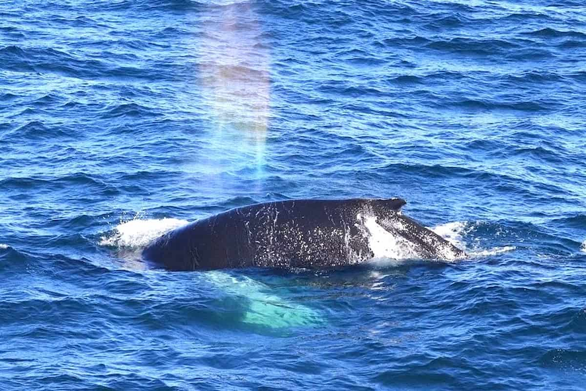 Iceland Whale Watching Tour