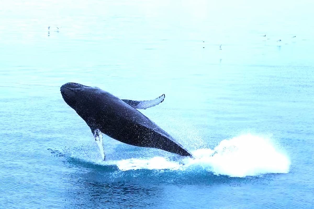 Iceland Whale Watching Tour