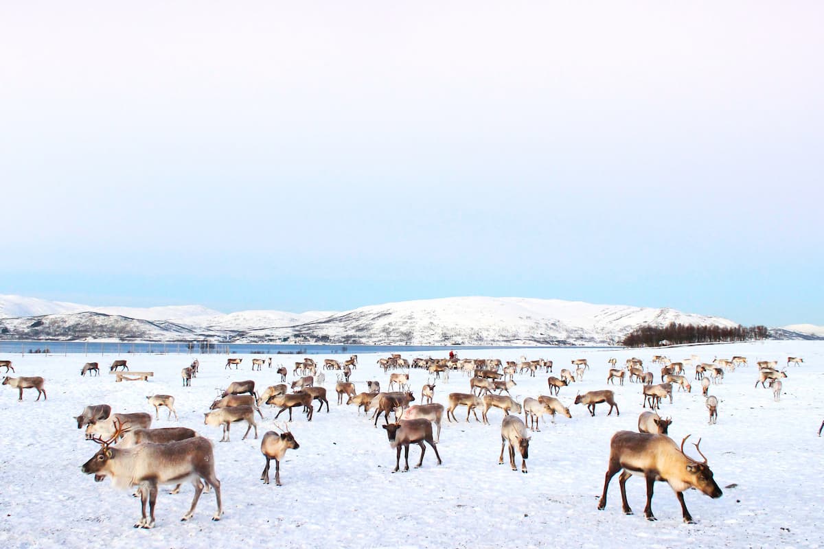 Tromsø Reindeer Tour