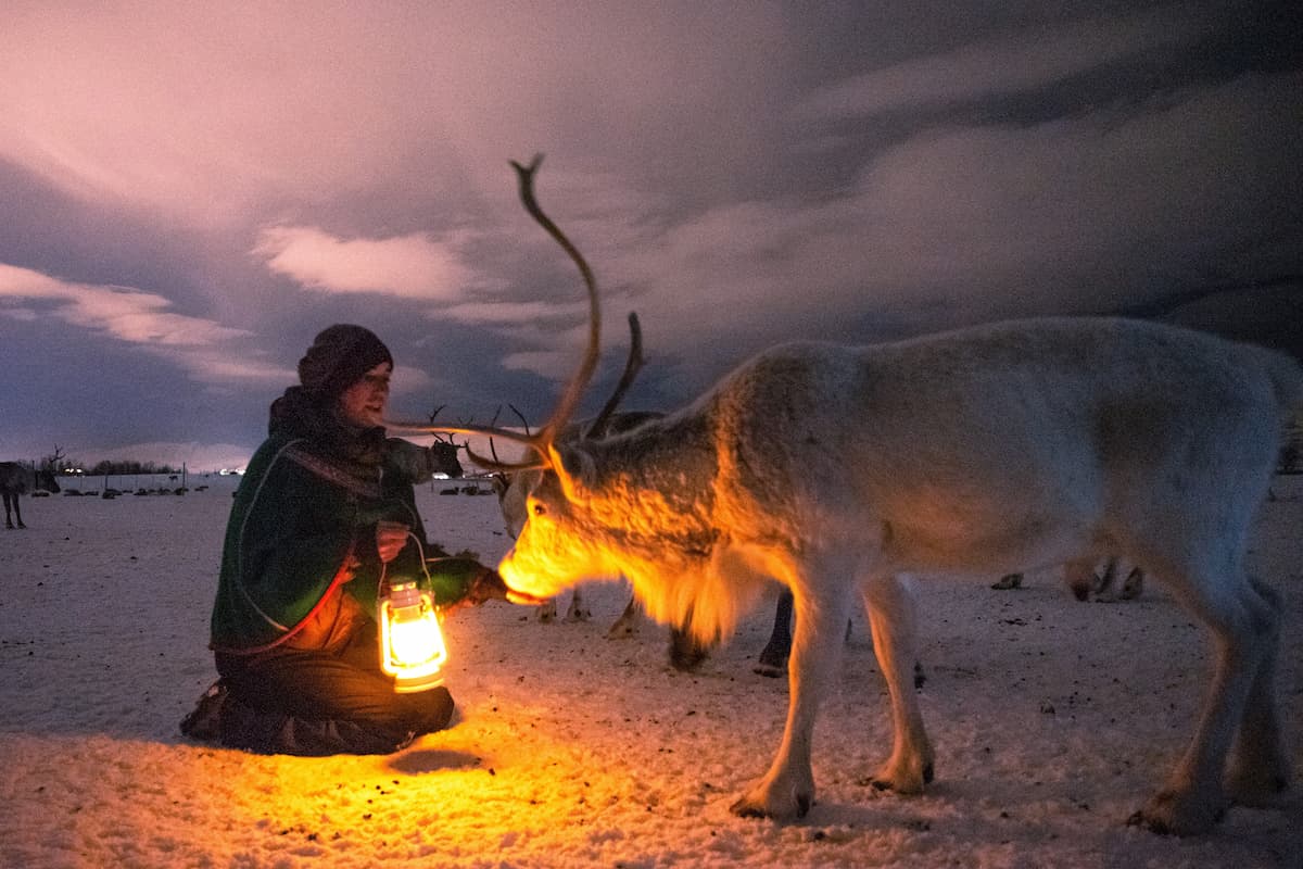 Tromso Reindeer Sledding