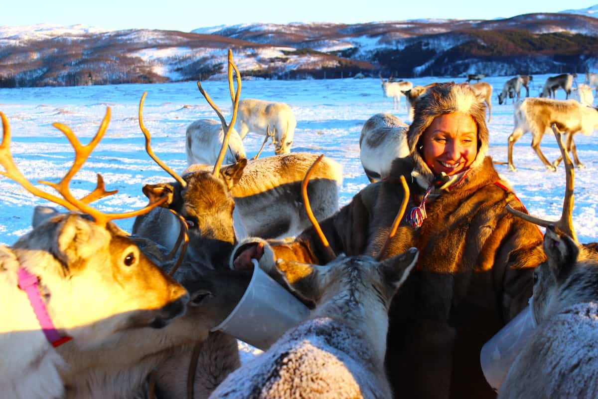 Tromso Reindeer Tour