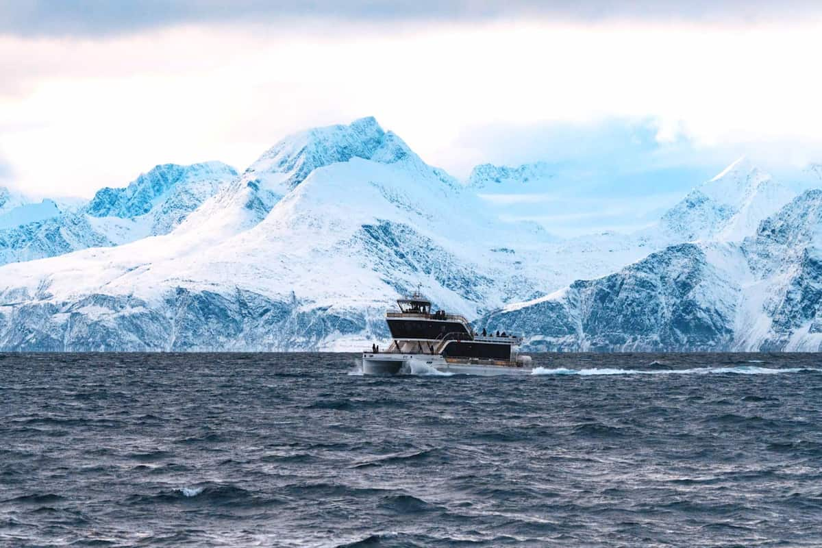 Tromsø Whale Watching Tour