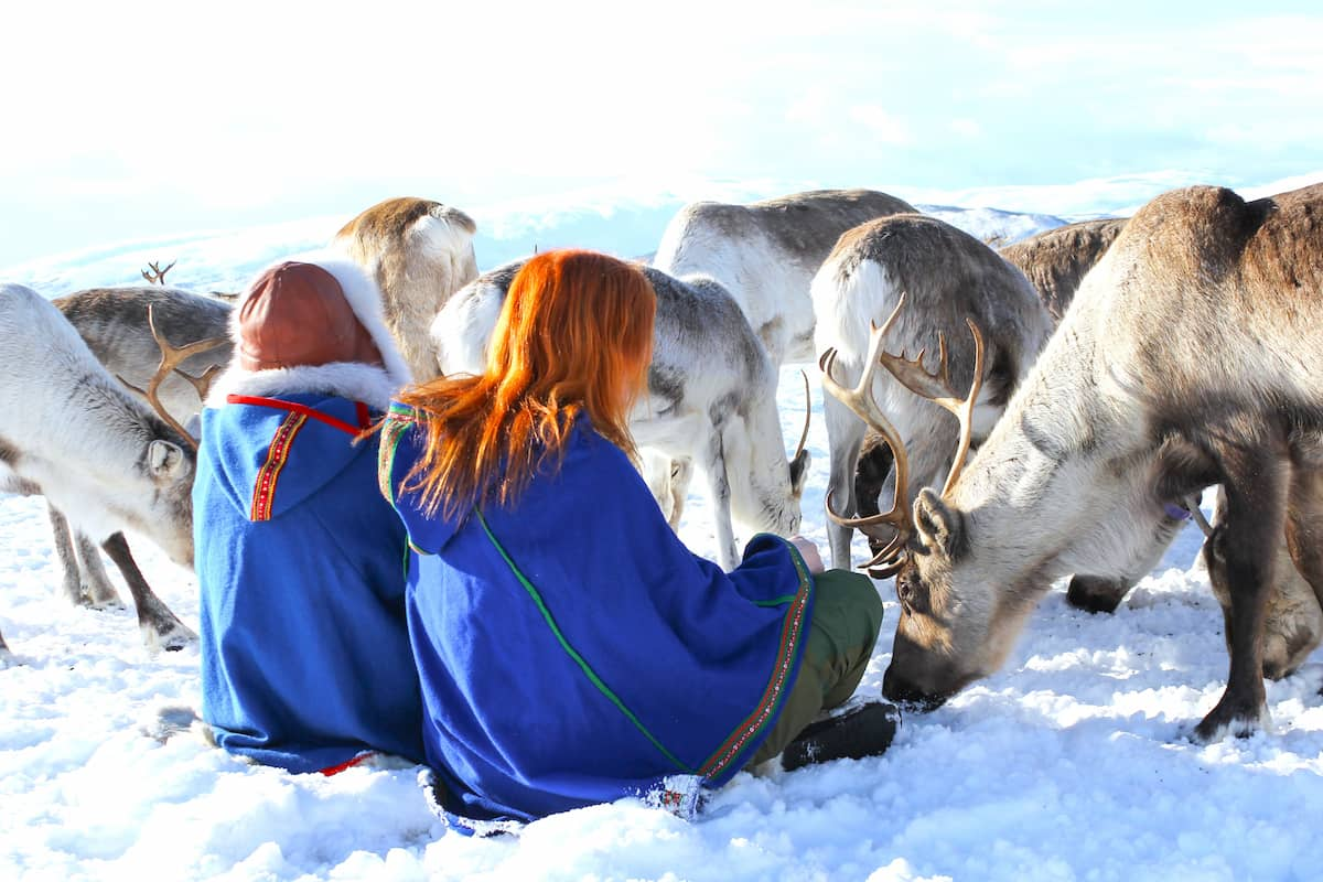 Tromso Reindeer Tour