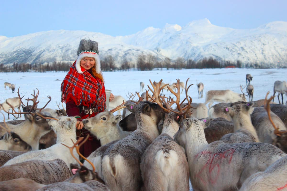 Tromso Reindeer Tour