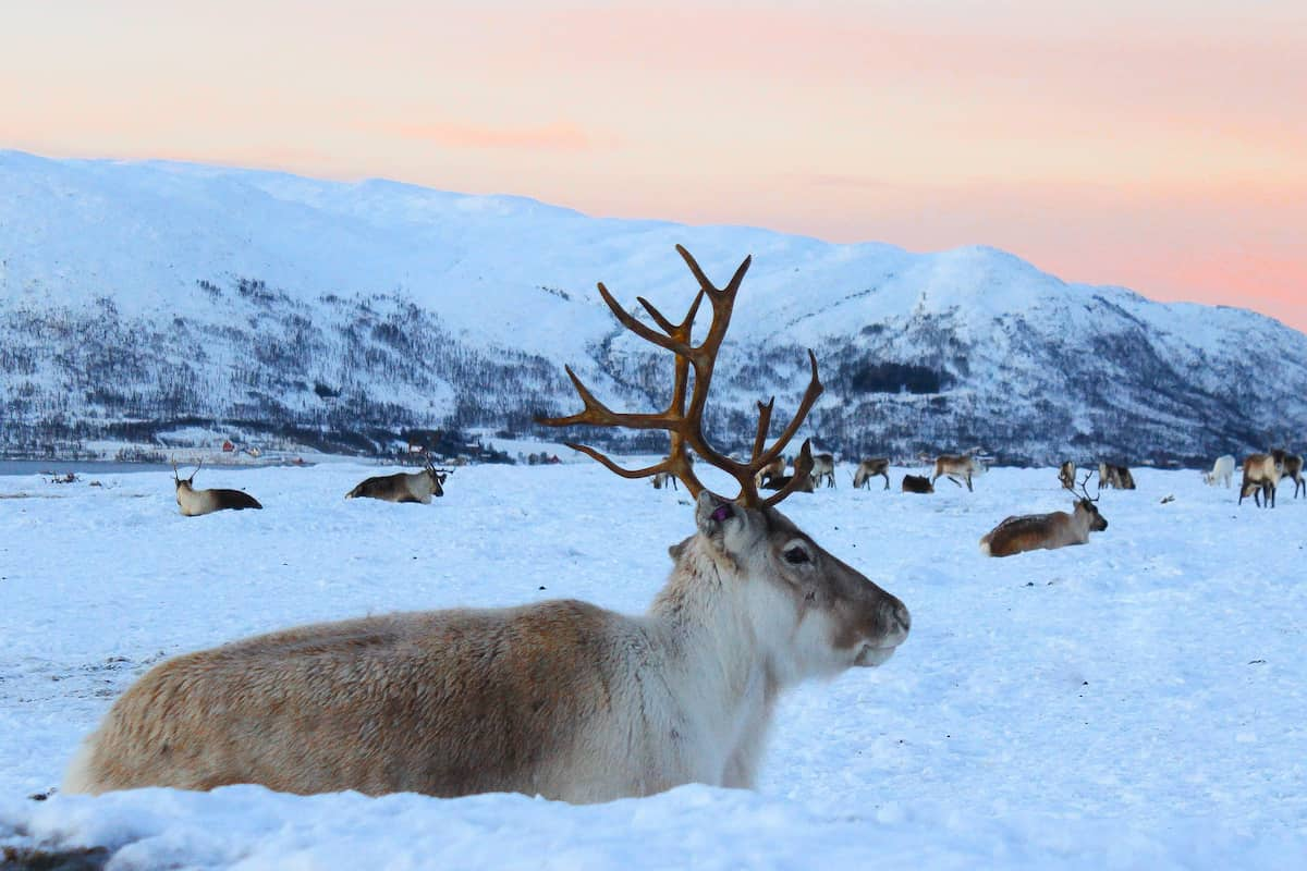 Tromsø Reindeer Tour