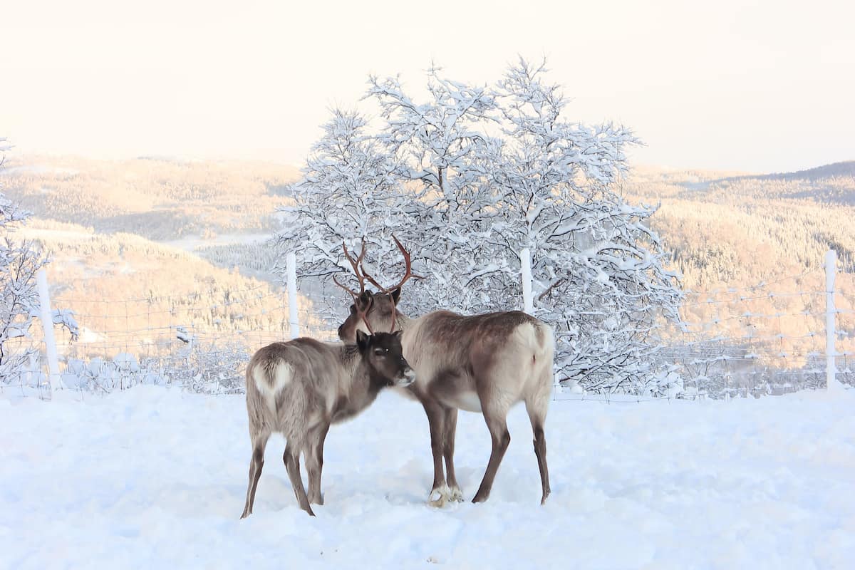 Tromsø Reindeer Tour