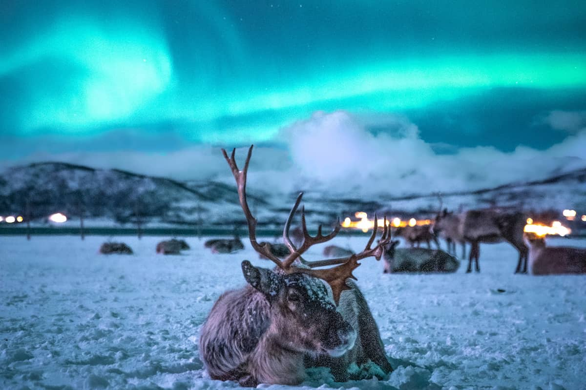 Tromso Reindeer Sledding