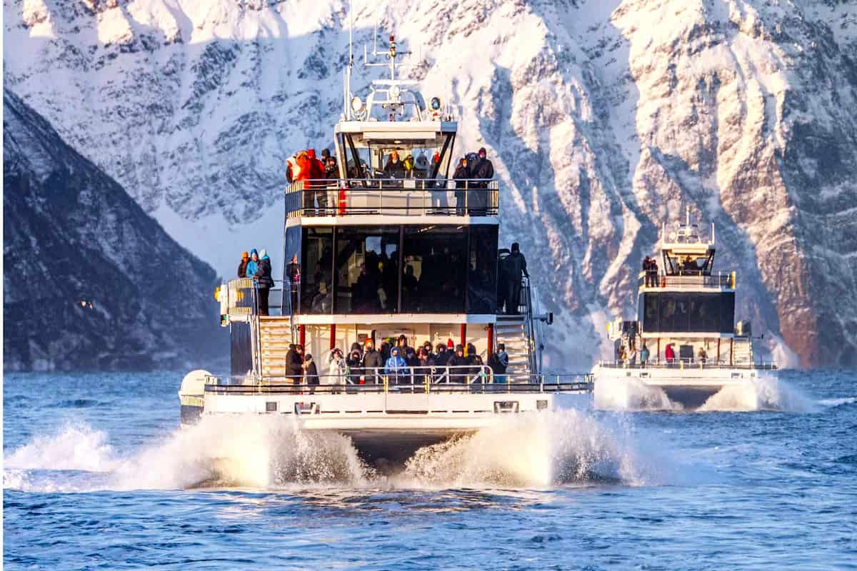 Tromsø Whale Watching Tour