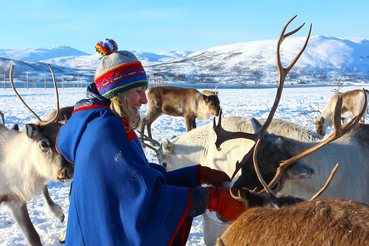 Tromso Reindeer Tour