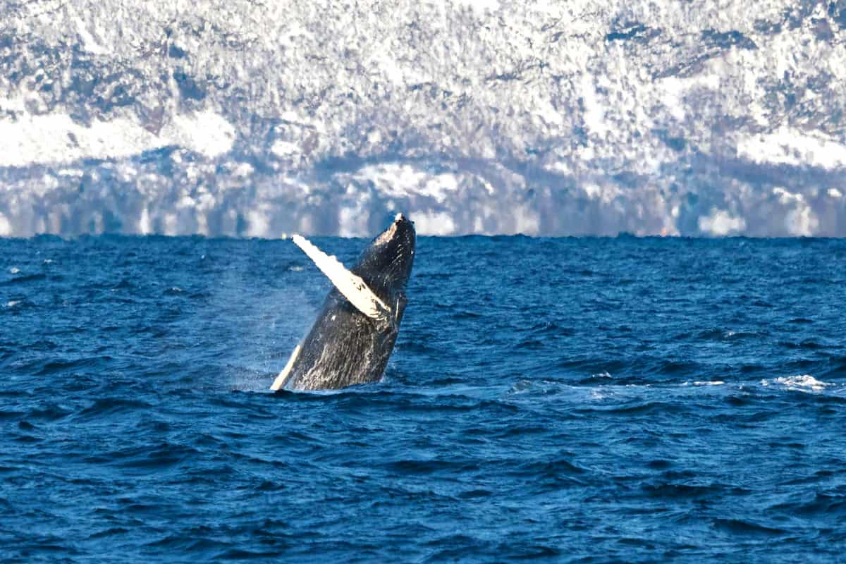 Tromsø Whale Watching Tour