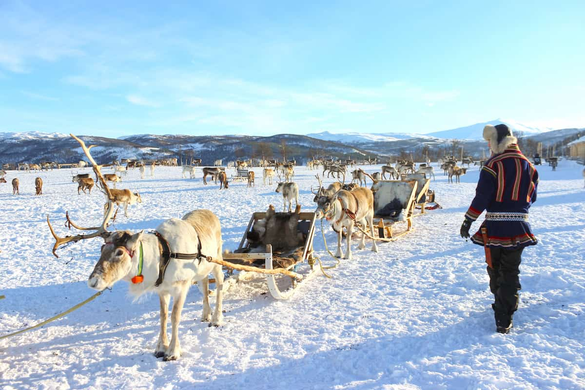 Tromso Reindeer Tour