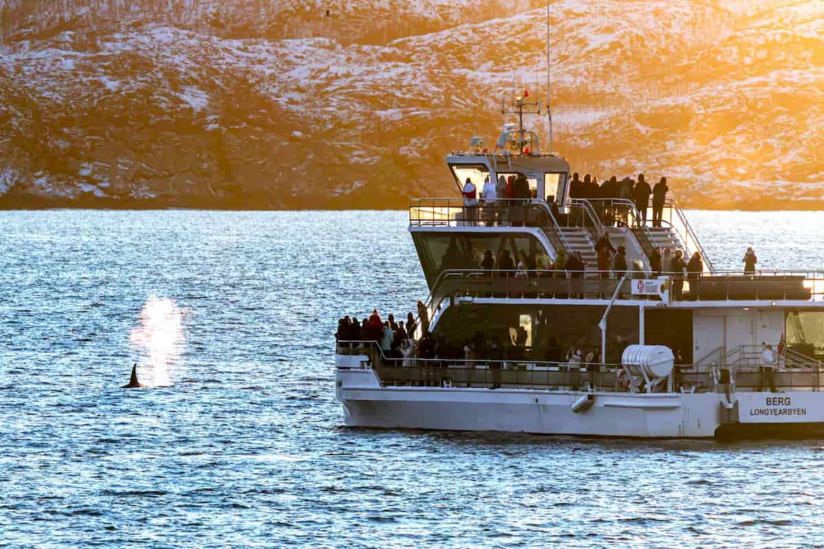 Tromsø Whale Watching Tour