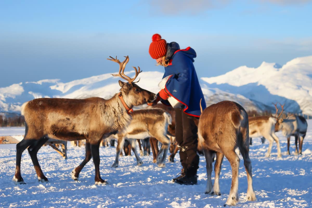 Tromso Reindeer Tour