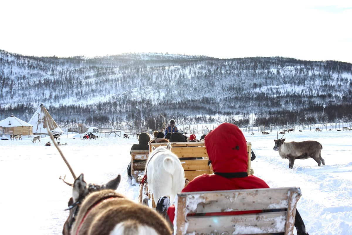 Tromso Reindeer Tour