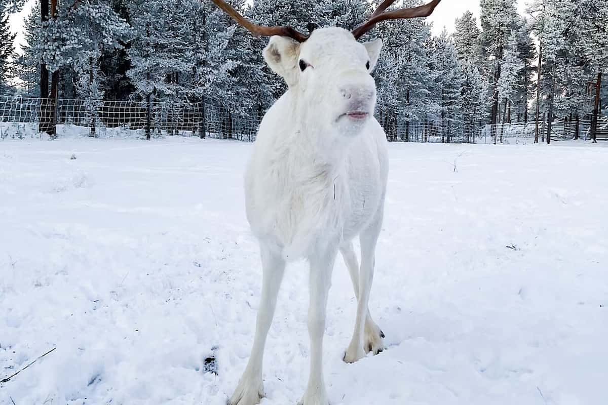 Rovaniemi Reindeer Sledding