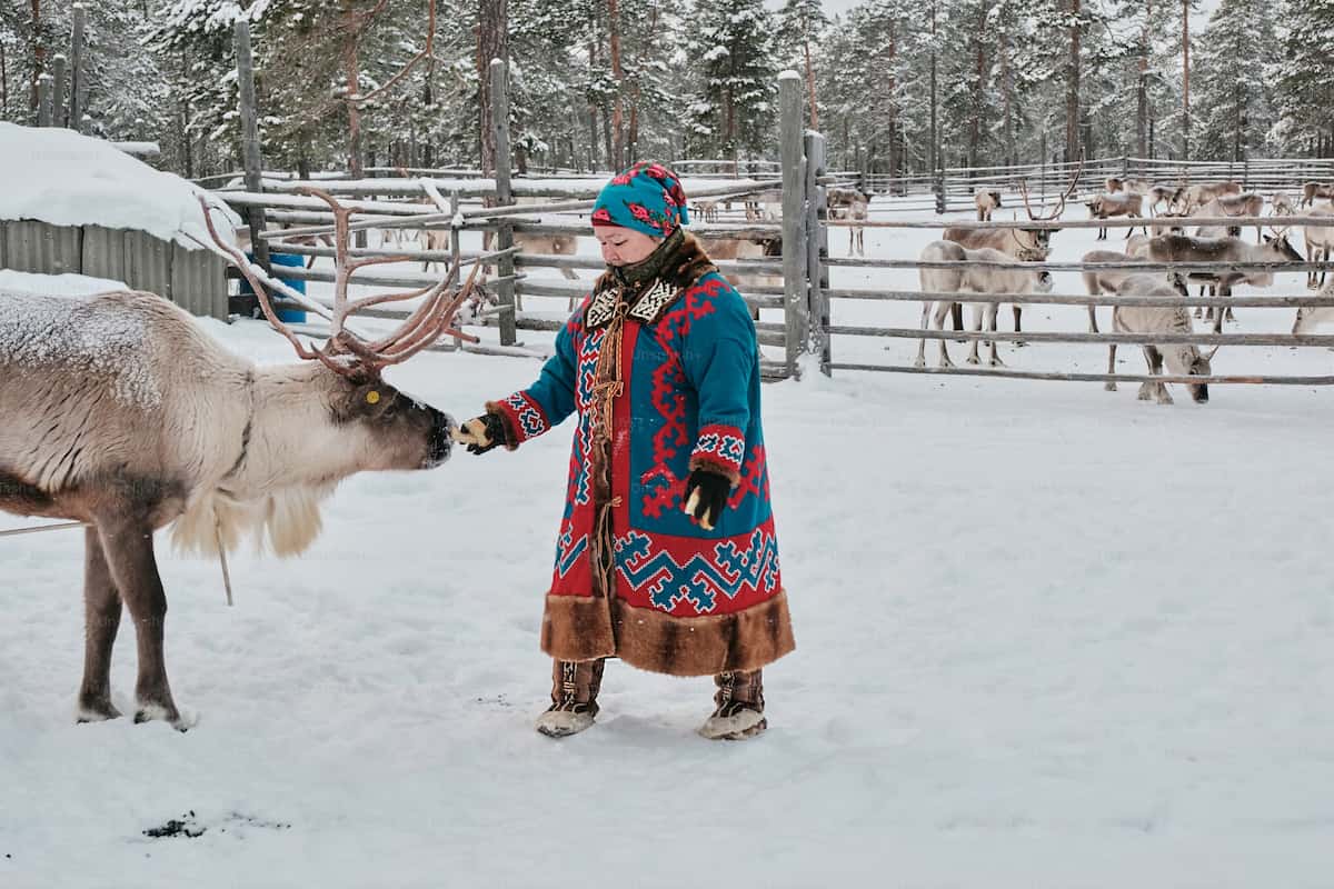 Rovaniemi Reindeer Sledding