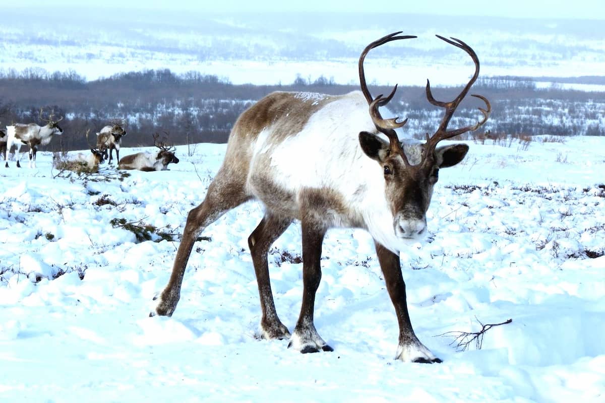 Rovaniemi Reindeer Sledding