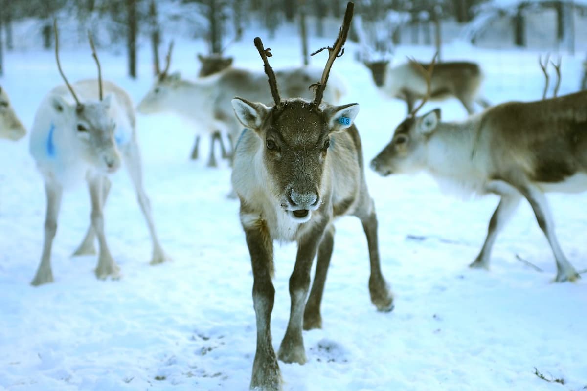 Rovaniemi Reindeer Sledding