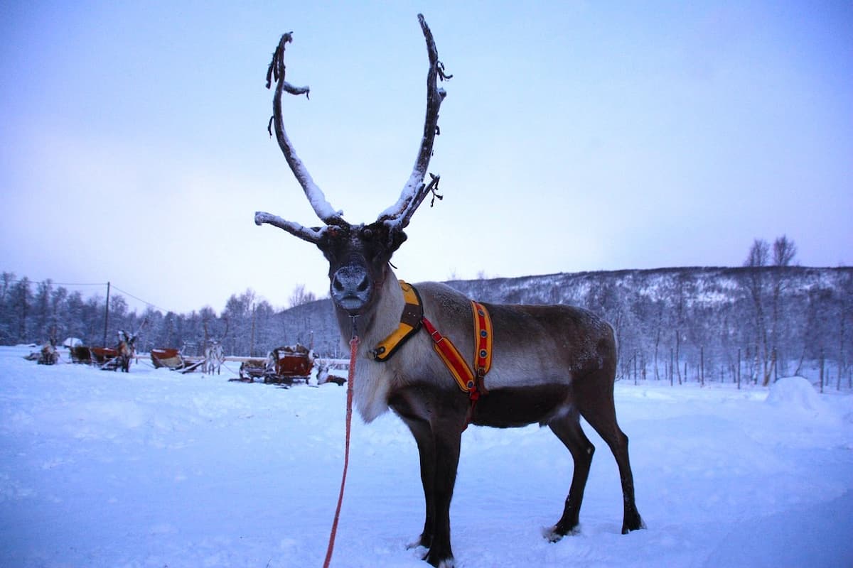 Rovaniemi Reindeer Sledding