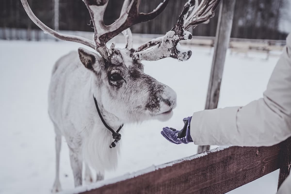 Rovaniemi Reindeer Sledding