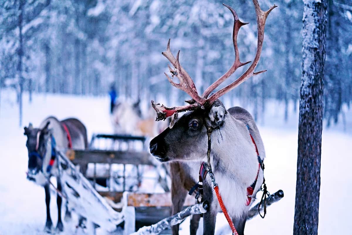 Rovaniemi Reindeer Sledding