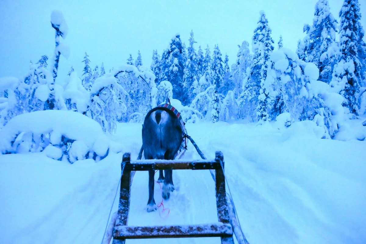 Rovaniemi Reindeer Sledding