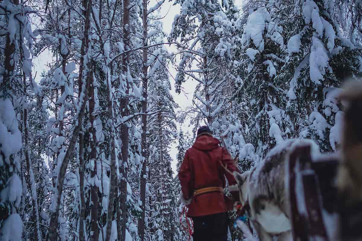 Rovaniemi Reindeer Sledding