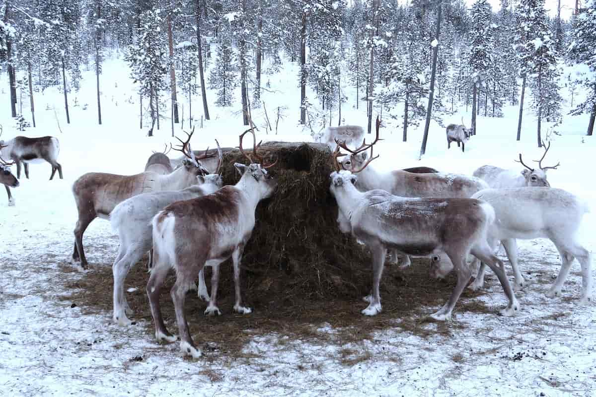 Rovaniemi Reindeer Sledding