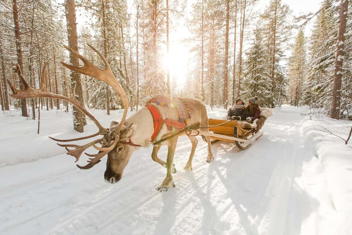 Rovaniemi Reindeer Sledding